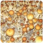 Псилоцибиновые (галлюциногенные) грибы в Пятигорске Psilocybin "Golden Teacher" Псилоцибиновые (галлюциногенные) грибы в Пятигорске Psilocybin "Golden Teacher"