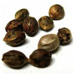 Семена марихуаны АК-47 (Seeds AK-47) в Пятигорске Семена марихуаны АК-47 (Seeds AK-47) в Пятигорске